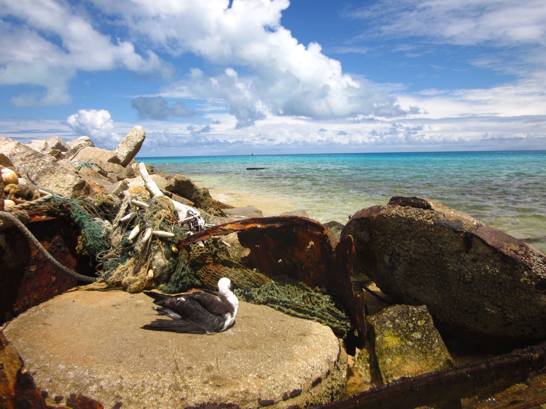 Marine debris and a seabird on an ocean shore